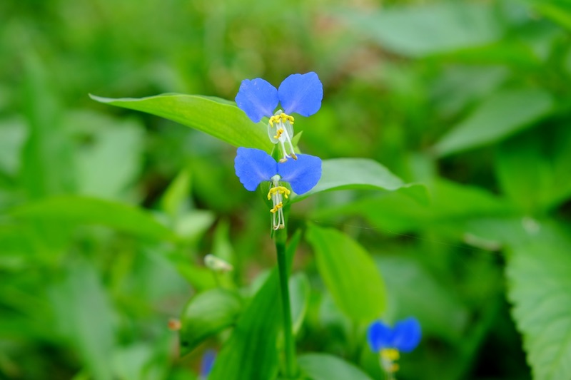 実食済み くられ先生の 食べてみたら美味しかった雑草 ツユクサ アリエナイ理科ポータル